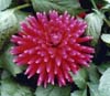 Dahlia