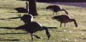 Goose Set