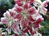 Lilies
