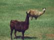 Llama Set