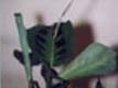 Prayer Plant Set