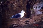 Seagull